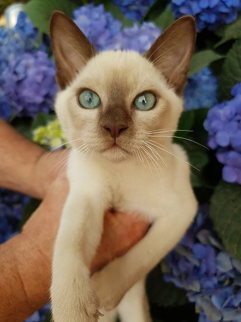 Tonkinese Cat Mink, Siamese Cat Photography, Patronus Tattoo, Tonkinese Kittens, Toyger Cat, Brown Kitten, Tonkinese Cat, Domestic Cat Breeds, Tonkinese