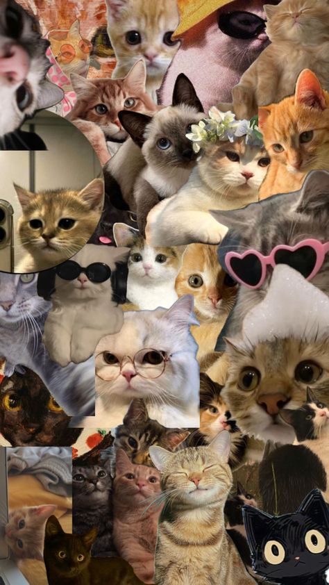 Warrior Cats Wallpaper Aesthetic, Dogs Collage Wallpaper, Cat Collage Aesthetic, Meme Wallpaper Iphone Cat, Cats Collage Wallpaper, Kitten Wallpaper, Ginger Cats, Cat Wallpaper, Kittens