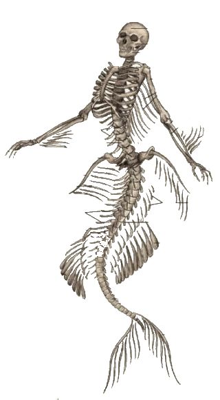 Mermaid skeleton Mermaid Skeleton Drawing, Skeleton Creature Art, Human Anatomy Tattoo, Mermaid Skeleton Tattoo, Siren Skeleton, Mermaid Anatomy, Skeleton Creature, Skeleton Reference, Fairy Skeleton