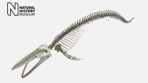 Blue whale skeleton - Download Free 3D model by NHM_Imaging Blue Whale Skeleton, Whale Bones, Whale Skeleton, Animal Anatomy, Natural History Museum, Stl Files, Blue Whale, Drawing Tutorials, History Museum