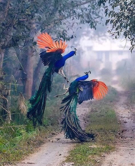 7,629 Likes, 31 Comments - sweetest animals on instagram (@lovecarepets) on Instagram: “The Art of War! Two peafowls engage in combat along the pathway. Photo by Mujib Shaikh -…” Peacock Pictures, Hawaii Wall Art, Peaceful Nature, Wild Photography, Cute Birds, Sweet Animals, Peacocks, Animal Planet, Birds Of Paradise