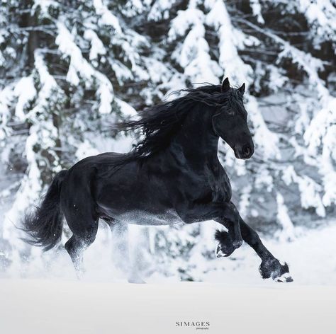 Friesian Horse Photography, King Of The North, Horses In Snow, Friesian Stallion, Healthy Horses, Beautiful Horses Photography, Winter Horse, Black Horses, Friesian Horse