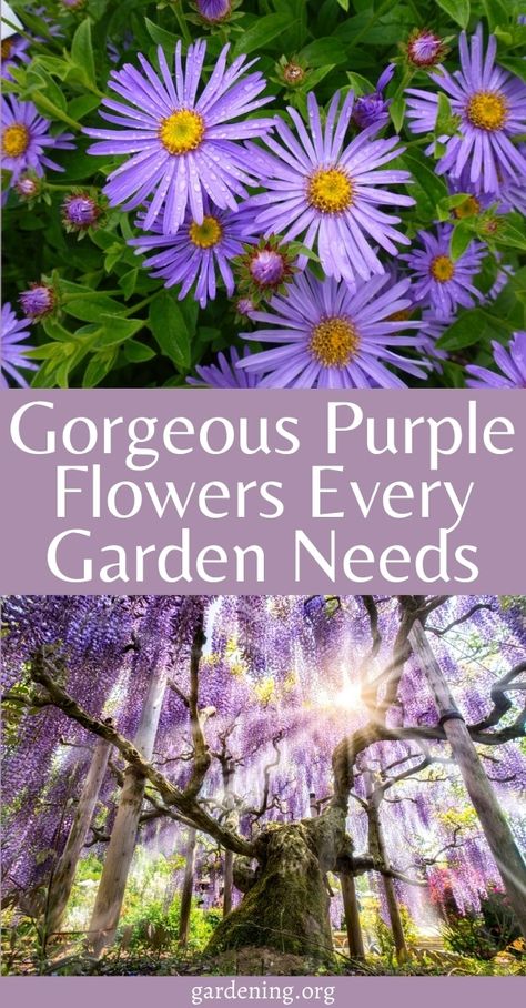 Purple Perennials, Wild Geranium, Jacaranda Tree, Purple Garden, Royal Garden, Flower Landscape, Delphinium, All About Plants, Garden Flowers