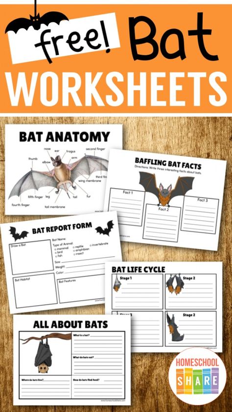 Bat Unit Study Free, Bats Anchor Chart, Bats Activities For Kids, Homeschool Bat Unit, Bat Life Cycle Free, Bats Lesson Plans, Bat Unit Study, Bat Lapbook, Bat Worksheets