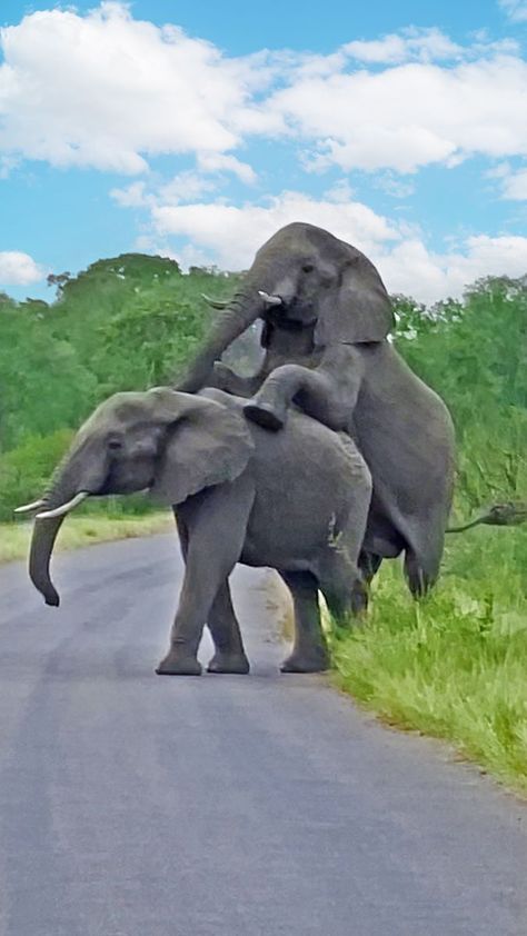 Elephant Couple, Krishna Avatar, An Elephant, Have Some Fun, In The Middle, Some Fun, Have Fun, The Middle, The Road