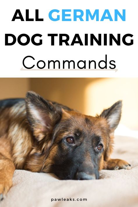 German Dog Commands, Gsd Training, How To Train Dogs, Dog Commands Training, German Shepherd Puppies Training, Dog Training At Home, Dog Training Commands, German Shepherd Training, Dogs Ideas