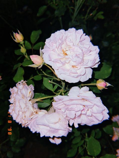 Edgy Flowers, Flower Polaroid, Flowers Polaroid, Night Garden, Aesthetic Photos, Aesthetic Photo, Pretty Flowers, Polaroid Film, Portfolio