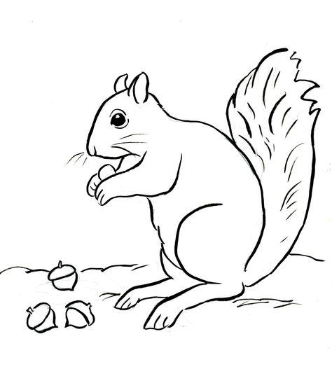 Creative Picture of Acorn Coloring Pages Acorn Coloring Pages Awesome Acorn Coloring Pages 85 For Your Free Kids With 5  #coolcoloringpages #coloringpages #coloringbook Squirrel Coloring Page, Squirrel Pictures, Fantasy Coloring Pages, Squirrel Art, Preschool Coloring Pages, Pumpkin Coloring Pages, Tree Coloring Page, Free Coloring Sheets, Best Coloring Pages