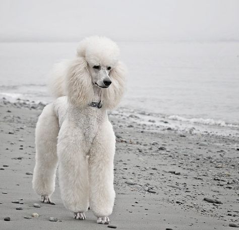 Anjing Poodle, German Dog Breeds, Pet Hospital, Poodle Cuts, White Poodle, Poodle Grooming, Royal Canin, Play Date, Miniature Poodle