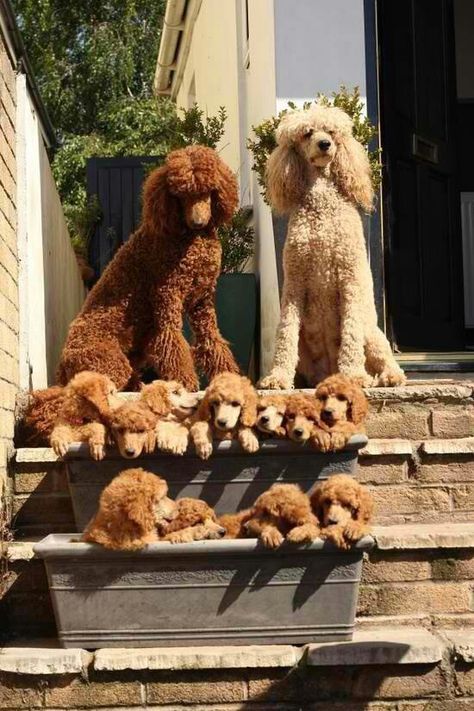 Oodles of poodles Anjing Poodle, Poodle Cuts, Red Poodles, Poodle Grooming, French Poodles, Poodle Puppy, Standard Poodle, Poodle Dog, Toy Poodle