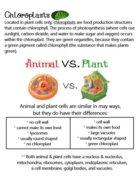 Plant & Animal Cells (Comparison and Cell Part - Chloroplast) ~ Anchor Chart * Jungle Academy Plant Water Relation Notes, Plant Cell Notes Biology, Cell Regeneration Foods, Plant And Animal Cells Notes, Animal Cell Notes Aesthetic, Chloroplast Notes, Plant Vs Animal Cell, Cell Biology Notes, What Is Cell