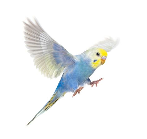 Fancy Parakeet, White Budgie, Parakeet Colors, Budgerigar Bird, Budgies Parrot, Budgie Bird, Parrot Flying, Blue Budgie, Budgies Bird