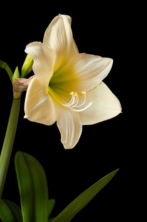 White Amaryllis White Amaryllis Aesthetic, White Amaryllis, Amaryllis Flower, Amaryllis Flowers, Flower Beauty, Flowers And Leaves, Nature Beauty, Beautiful Flowers, Paradise