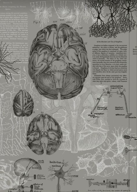 Science Journal Aesthetic, Medical Journal Design, Brain Doctor Aesthetic, Brain Anatomy Aesthetic, Anatomy Journal, Grid Journal, Medicine Notes, Graph Paper Notebook, Brain Anatomy