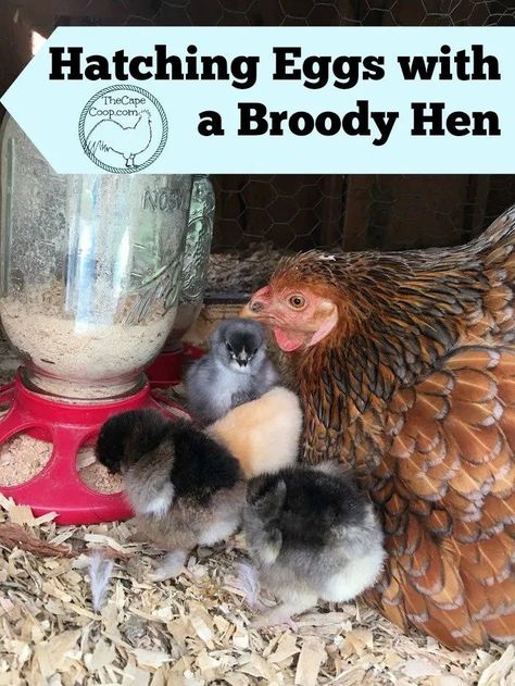 Hatching Eggs with a Broody Hen Broody Hen, Raising Turkeys, Best Egg Laying Chickens, Meat Birds, Raising Chicks, Egg Laying Chickens, Types Of Chickens, Hatching Chicks, Urban Chickens