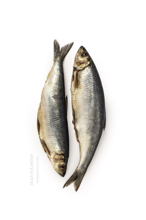 Photo shoot for North Fish USA INC. - Miami based fish company - Miami Photographer - SFLPhoto Fish Pictures Photography, Animal Reference Photos For Drawing, Fish Reference Photo, Food Reference Photos, Fresh Fish Photography, Fish Art Painting, Fish Graphic Design, Fish Still Life, Fish References