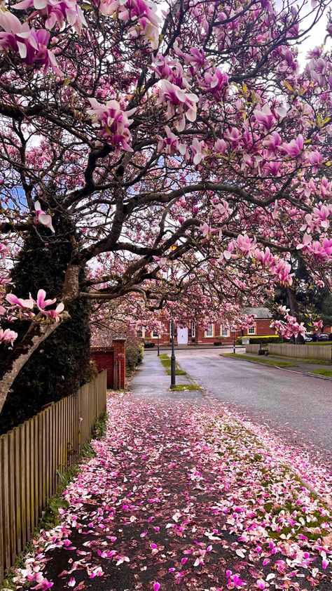 Pink Tree Aesthetic, Flower Tree Aesthetic, Pale Pink Wallpaper, Tree Aesthetic, Spring Trees, Barbie Aesthetic, Rowan Tree, Garden Inspo, Pink Nature