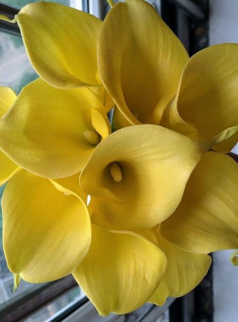 Yellow Calla Lily Calla Lily Flower Aesthetic, Calla Lily Aesthetic, Lily Flower Aesthetic, Lily Aesthetic, Yellow Calla Lily, Calla Lily Flower, Lily Flower, Calla Lily, Lily