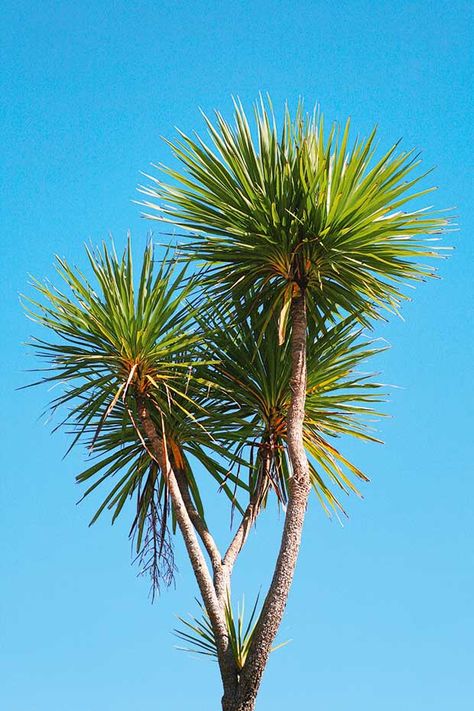 15 shelterbelt tree suggestions - thisNZlife Acacia Dealbata, Cabbage Tree, Growing Organic Tomatoes, Courtyard Ideas, Organic Gardening Pest Control, Beautiful Blue Sky, Amazing Trees, Forest Mural, New Zealand Houses