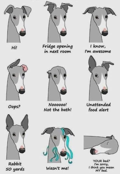 Greyhounds Funny, Greyhound Rescue, Greyhound Art, 얼굴 그리기, Whippet Dog, Grey Hound Dog, Crate Training, Italian Greyhound, Many Faces