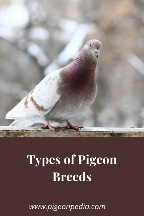 It might surprise you to know that Charles Darwin made an extensive study of pigeons. He identified there were significant differences between the types of pigeon and did a lot of testing and experimenting. #pigeonpedia Pigeons As Pets, High Flying Pigeons, Types Of Pigeons, Tumbler Pigeons, Fantail Pigeon, Band Tailed Pigeon, Pet Pigeon, Passenger Pigeon, Cute Pigeon