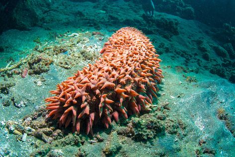 Sea cucumber. Bright red sea cucumber (Holothuroidea), Bali, Indonesia , #spon, #Bright, #red, #Sea, #cucumber, #Bali #ad Creature Marine, Strange Beasts, Marine Plants, Sea Cucumber, Sea Photo, Red Sea, Endangered Species, Animals Of The World, Nature Images