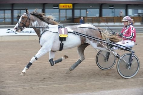 Pinto Standardbred Standardbred Horse, Horse Coat Colors, Amazing Horses, Icelandic Horses, Horse Pics, Horse Sketch, Morgan Horse, Horse Inspiration, Harness Racing