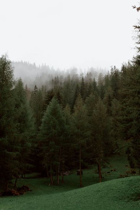 Forest Mist, London Dreams, Forest Aesthetic, Pine Lake, Forest Photos, Beautiful Forest, Photos Hd, Pine Forest, Sky Aesthetic