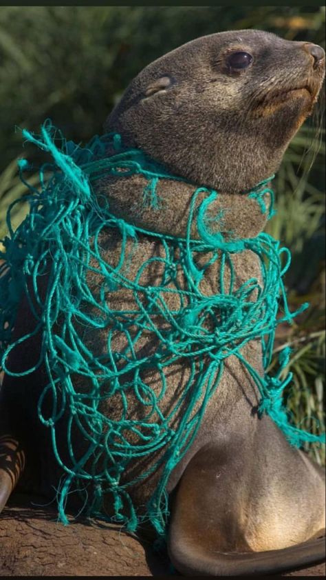 Pencemaran Udara, South Georgia Island, Newspaper Layout, Fur Seal, Marine Pollution, Ocean Pollution, Save Our Earth, Save Our Oceans, A Seal