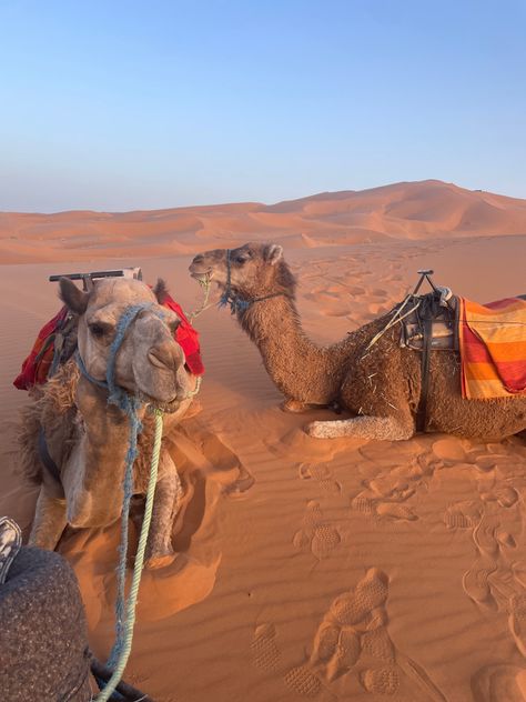 saharah desert, african vacation, camels, riding camels in desert, sand dunes, morocco Camels In The Desert, Riding Camels In Egypt, Sahara Desert Morocco, Middle East Vacation, Dubai Sand Dunes, Sand Dunes Outfit, Camel In Desert, Morocco Vacation, Egypt Desert