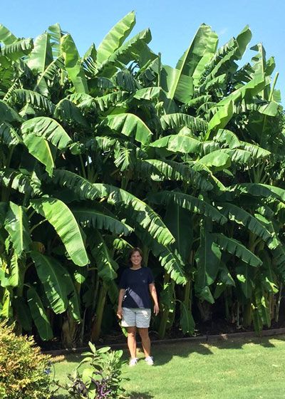 Photo: Perhaps the most impressive planting of bananas I’ve ever seen in North Texas. Photo by Russell Brown of McKinney posted to my Facebook page recently. Thanks, Russell! Banana Trees Landscape Backyards, Banana Tree Landscape, Recipe Banana Muffins, Banana Trees Landscape, Banana Garden, Banana Palm Tree, Recipes Banana Bread, Grow Banana Tree, Cookies Banana