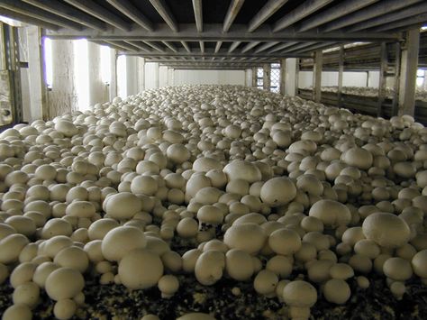 How To Grow Mushrooms, Jamur Kancing, Home Hydroponics, Grow Mushrooms, Growing Mushrooms At Home, Mushroom Cultivation, Garden Mushrooms, Indoor Vegetable Gardening, Edible Mushrooms