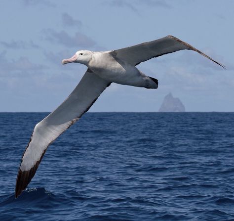 Wandering Albatross Wandering Albatross, Cairns Queensland, Australia Tourism, Birds In The Sky, Southern Ocean, Call Of The Wild, Extinct Animals, Australian Birds, Tree Canvas