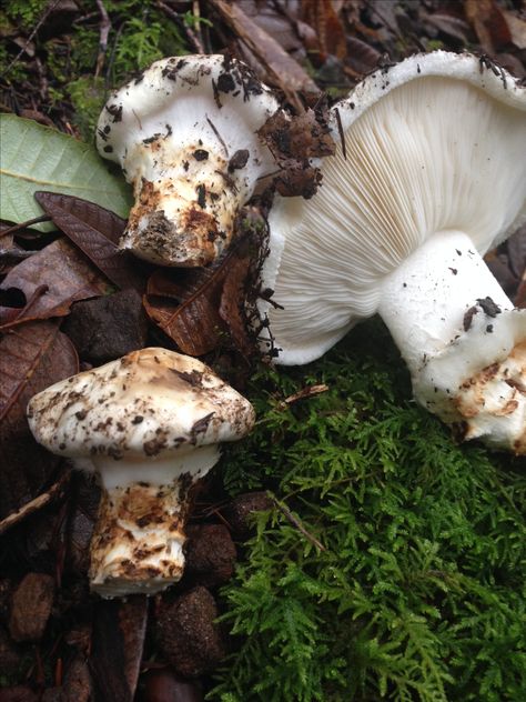 Matsutake Mendocino County, ca Matsutake Mushroom, Edible Mushrooms, Wild Mushrooms, Stuffed Mushrooms