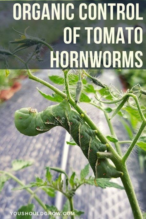 Horn Worms, Tomato Worms, Tomato Hornworm, Growing Organic Tomatoes, Growing Tomato Plants, Lawn Pests, Growing Tomatoes In Containers, Organic Pesticide, Organic Pest Control