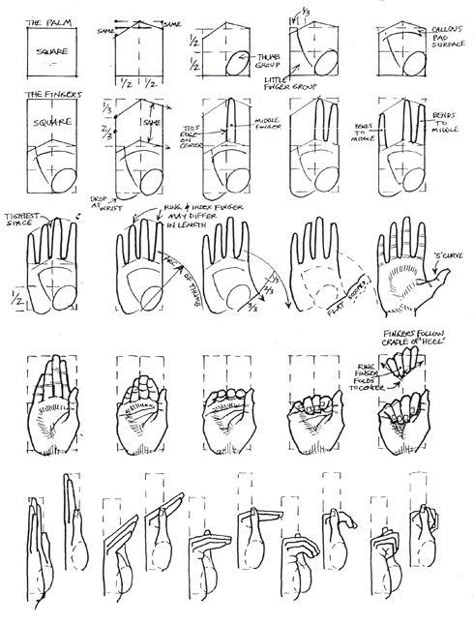 Hands Tutorial, Draw Hands, Drawing Hands, 얼굴 그리기, Art Instructions, Anatomy Drawing, Anatomy Reference, Drawing Lessons, Anatomy Art