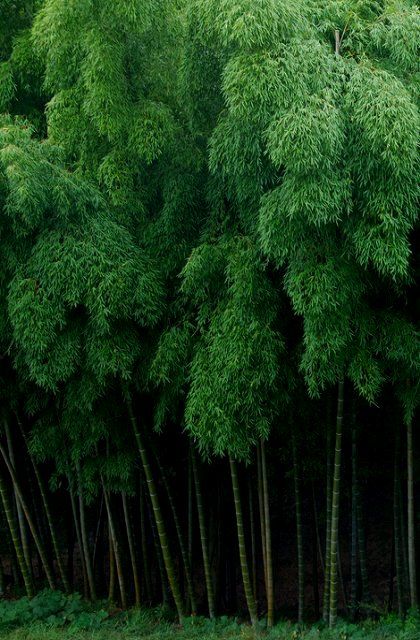 Bamboo Forest Japan, Bamboo Landscape, 숲 사진, Foto Transfer, Future Farms, Japanese Bamboo, Bamboo Garden, Green Power, Bamboo Forest