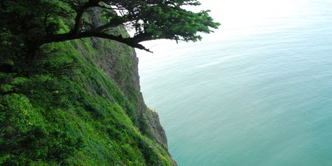 Of Oregon’s Northern Coast hikes, the Cape Lookout Trail is arguably one of the most picturesque. Weaving between a dense forest of Sitka spruce and along the 400-foot cliff edge, hikers get the best of both worlds: stunning vertical views of old-growth in deep green forest, and breathtaking horizontal expanses of the shoreline. Keep your eyes open for wildlife as well. Deep Green Forest, Cliff Edge, Oregon Hikes, Keep Your Eyes Open, Dense Forest, Sitka Spruce, Oregon Travel, Cannon Beach, Eyes Open