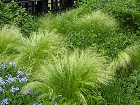 Low Maintenance Landscape, Drought Tolerant Grass, Mexican Feather Grass, Drought Tolerant Garden, Front Gardens, Backyard Plants, Front Yard Design, Flower Garden Design, Low Maintenance Landscaping