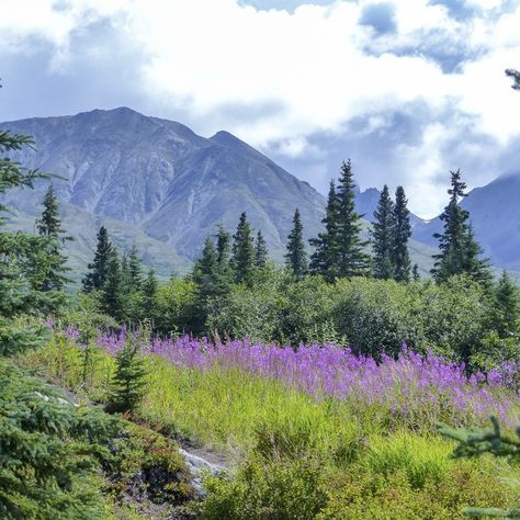 Denali National Park, Alaska, isn't just another park - it's a crown jewel of the Last Frontier. Home to North America's tallest peak, Denali (formerly Mount McKinley), this breathtaking landscape boasts glaciers, pristine wilderness, and abundant wildlife. Imagine spotting grizzly bears roaming the tundra, kayaking through crystal-clear lakes with snow-capped mountains reflected in the water, or hiking beneath a sky filled with a million stars. Denali is an adventurer's paradise and a nat... Alaska Denali, Mount Mckinley, Million Stars, Grizzly Bears, Ocean Cruise, Denali National Park, Adventure Bucket List, Clear Lake, Snow Caps