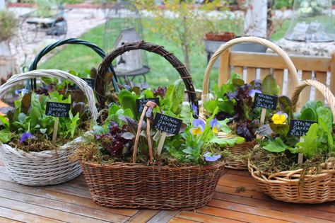 Rooted In Thyme: ~Making Kitchen Garden Salad Baskets For Friends~ Herb Gift Basket, Salad Bouquet, Baskets For Friends, Garden Gift Ideas, Herb Gifts, Gardening Club, Tea Photography, Gardening Gift Baskets, Raffle Baskets