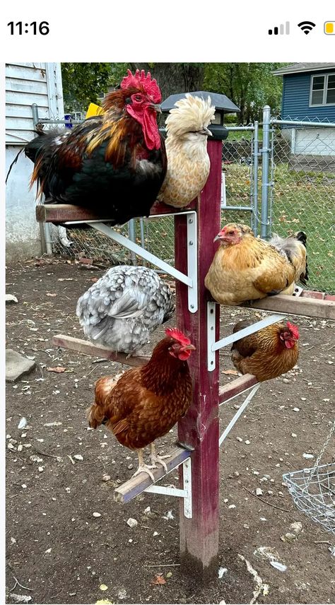 Chicken Perch, Chicken Perches, Chicken Roost, Cute Chicken Coops, Chicken Coop Garden, Backyard Chicken Coop Plans, Diy Chicken Coop Plans, Chicken Coop Run, Backyard Chicken Farming