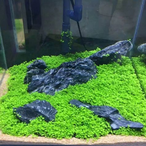 Leaf Carpet, Aquarium Grass, Aquatic Garden, Seeds Color, Live Aquarium Plants, Aquarium Landscape, Water Grass, Aquatic Plant, Fish Tank Plants