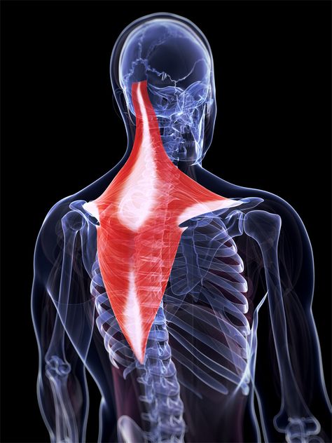 6 of the Best Middle Trapezius Exercises - BSR Physical Therapy Trap Exercises, Trapezius Muscle, Shoulder Impingement, Referred Pain, Why I Run, Elbow Pain, Thumb Up, Rotator Cuff, Shoulder Pain