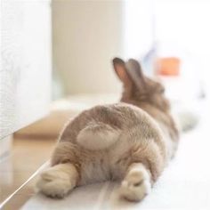 Crazy Bunny Lady, Bunny Lady, Pet Bunny Rabbits, Rabbit Wallpaper, Cute Bunny Pictures, 강아지 그림, Bunny Pictures, Pet Bunny