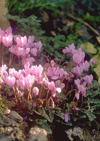 Pink cyclamen flower Cyclamen Flower Aesthetic, Diya Core, Cyclamen Hederifolium, Pink Cyclamen, Cyclamen Flower, Budding Flower, Shady Gardens, Favourite Flowers, Flower Meanings