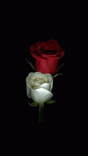 Triantafyllo GIF - TRIANTAFYLLO - Discover & Share GIFs Wallpaper Mawar, Bahasa Jepun, Red Roses Wallpaper, Rose Flower Wallpaper, Beautiful Red Roses, Beautiful Flowers Wallpapers, Beautiful Rose Flowers, Flower Phone Wallpaper, Beautiful Flowers Pictures