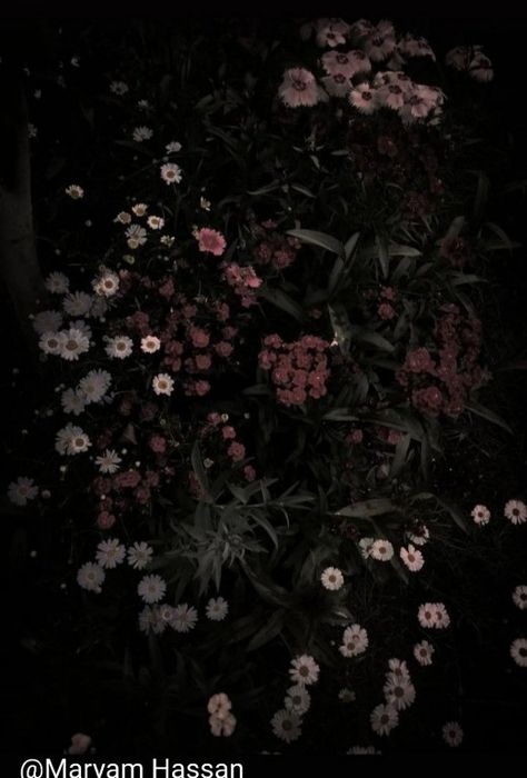 Unique Instagram Captions, Dark Background Wallpaper, Cocoppa Wallpaper, Dark Flowers, Nothing But Flowers, Iphone Wallpaper Themes, Cool Wallpapers Art, Homescreen Wallpaper, Pretty Wallpapers Backgrounds