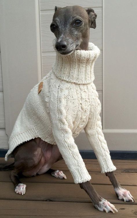 Dog Symbolism, Italian Greyhound Clothes, Pets Clothes, Italian Greyhound Dog, Hound Breeds, Dog Model, Knit Dog Sweater, Handmade Knitwear, Really Cute Dogs