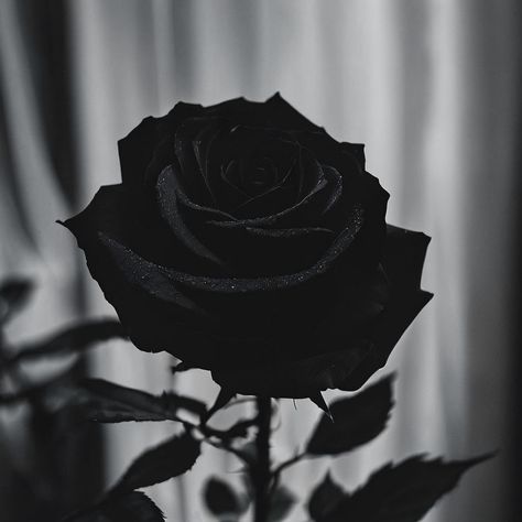 Ai created black rose nature photography #blackrose #gothaesthetic #rose #flowerphotography Gothic Romance Aesthetic, Moon And Stars Wallpaper, Rose Aesthetic, Castle Aesthetic, Gothic Rose, Aesthetic Roses, Dark Romantic, Photo Art Frame, Rosé Aesthetic